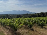 2025, le secteur viti-vinicole mondial en recul