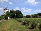 A Boechout, le domaine Oud Conynsbergh vise le top 5 des vignobles belges