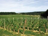 Belgique : le vin en poupe