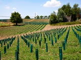 Colruyt se lance dans la viticulture bio à Frasnes