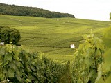 Dom Pérignon 2010, le millésime sauvé du botrytis