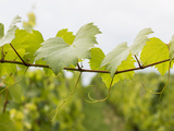 Emrwine : préparer la viticulture de demain
