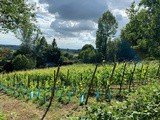 Frasnes : le jardin viticole du Dieu des Monts