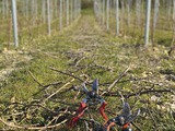 L’impact du confinement sur la viticulture wallonne: les producteurs témoignent