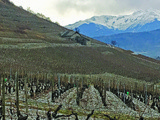 La Savoie remet 7 anciens cépages en essai pour 10 ans