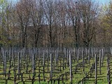 Les vins d’Ile-de-France bientôt protégés