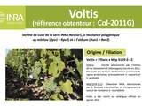 Mont des Anges introduit le Voltis en Wallonie, un nouveau cépage résistant français