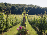 Passez l’été dans les vignes de Wallonie