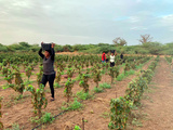 Sénégal : la vigne sous les tropiques
