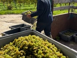 Vendanges 2026 en Europe : deux semaines d’avance
