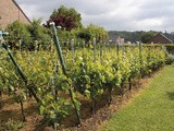 VignAndenne, une asbl pour dynamiser la viticulture locale