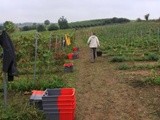 ‘Vin de Liège’ cherche des volontaires pour ses vendanges