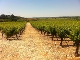 En Languedoc vacances riment avec terroirs et vins