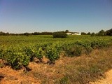 Vacances en Languedoc riment avec vignobles et vins