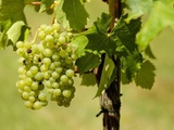 Le Mystère des Vins Cépages
