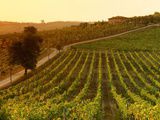 Mon-Vigneron.com, un site dédié aux domaines viticoles