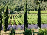 Partez pour une escapade sous le signe de l'oenotourisme en Provence