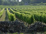 Un été sur la route des vins d'Anjou et Saumur