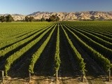 Vignobles du monde : La Nouvelle-Zélande