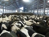 Non à l'arrivée du lait des  Milles vaches  en Belgique ! Signez la pétition