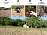 Pétition pour le liège 2011 : Votre chêne-liège a été planté