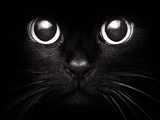 Chats noirs parmi d’autres chats noirs