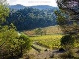 Les couleurs de l’automne dans le vignoble du Languedoc