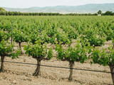 A Yecla, le grand écart des vins espagnols