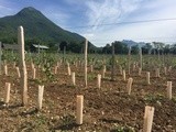 Les vignerons de Savoie misent sur la qualité