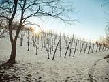 Cold sunset over the vineyard. Italy