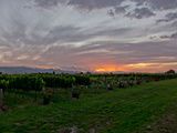 Très beau coucher de soleil sur un vignoble en Nouvelle-Zélande