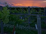 Winery sunset