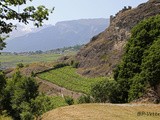 Provins: le vignoble en 2013