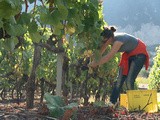 Rendement brut de la viticulture
