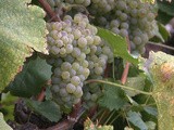 Sélection des Vins du Valais (automne): les Arvines en or