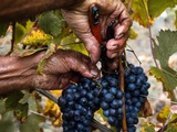 Bilan des vendanges 2025 dans les Langhe / Barolo