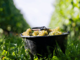 Bourgogne 2026 : des vendanges historiquement précoces, des jus déjà prometteurs