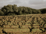 Célébration du centenaire de la Rioja