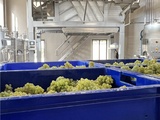 Champagne Barons de Rothschild achève une vendange 2026 historique dès le mois d’août