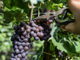 Début des vendanges 2025 du Pinot Grigio
