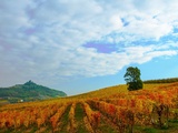 Grande attente pour le festival du vin barbera d’asti