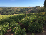 Itata