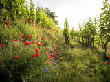 L’Autriche conserve son avance en matière de viticulture biologique
