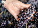 Le Consorzio del Nizza docg : une nouvelle étape pour l’une des plus grandes expressions du Barbera