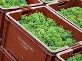 Les Vendanges : Comprendre le moment décisif où naît réellement un vin (Partie 1)