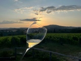 Les Vendanges : Comprendre le moment décisif où naît réellement un vin (Partie 2)