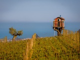 Les vins des Abruzzes renforcent leur stratégie de maîtrise de la production pour le millésime 2026