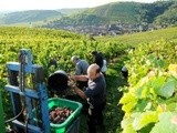 Millésime 2013 en Alsace:  La petite récolte assure la bonne année