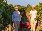 Ornellaia : des vendanges 2026 précoces, guidées par le rythme des parcelles