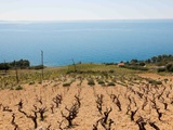 Prošek : le vin doux dalmate, fruit d’un héritage méditerranéen séculaire